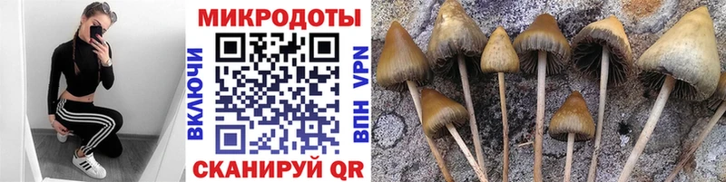 Купить где  Сухиничи  Галлюциногенные грибы GOLDEN TEACHER 
